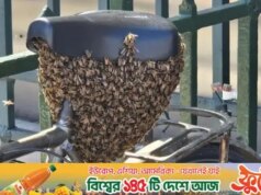 10 mil abelhas caíram após manter a bicicleta estacionada por meia hora