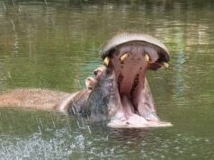 A eutanásia de hipopótamos por Escobar divide a Colômbia