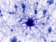 A expressão de cerca de cem genes difere entre mulheres e homens