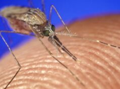 A malária afectou a distribuição das populações humanas em África