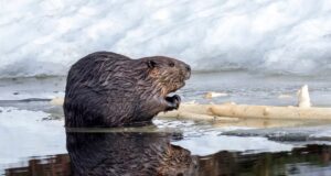 A proliferação de castores preocupa o Norte canadense: “Eles estão por toda parte”