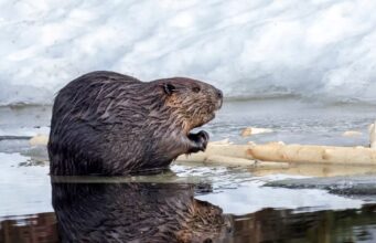 A proliferação de castores preocupa o Norte canadense: “Eles estão por toda parte”