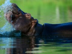 A proposta maluca do filho de um bilionário indiano para salvar o hipopótamo de Pablo Escobar da morte na Colômbia