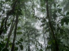 As florestas tropicais podem ser mais resilientes do que se pensava