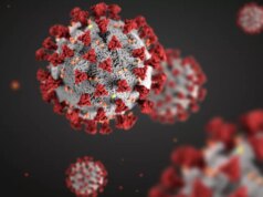 Coronavírus de morcego: novo ponto de entrada descoberto em células humanas