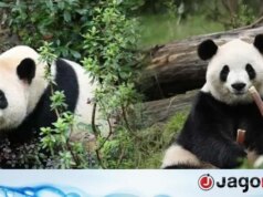 ‘Diplomacia Panda’: Nova equação entre China e América