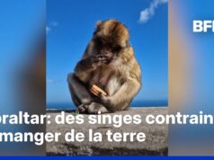 Gibraltar: Macacos comem terra para digerir melhor junk food