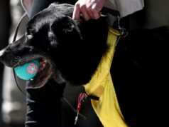 Guerra no Oriente Médio: O que acontecerá com a cadela Rose do Sargento Aniset Gerardin, morta no Líbano?