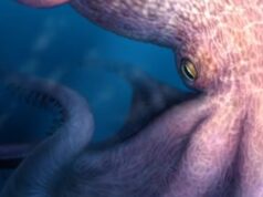 Há 100 milhões de anos, polvos gigantes dominavam os oceanos