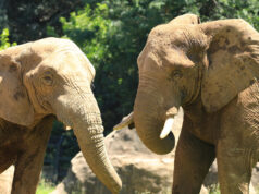 Milionário americano praticando caça de troféus no Gabão esmagado até a morte por cinco elefantes