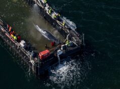 Na Alemanha, uma baleia que ficou encalhada durante várias semanas foi devolvida ao mar numa barcaça.