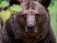 Primeiro ataque fatal de urso confirmado em 2026 no Japão, mais duas mortes sob investigação