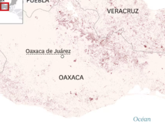 No México, a corrida global pelo mezcal dizima milhares de hectares de floresta