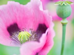 Ornamentais arriscadas: por que você definitivamente não deveria cultivar esta planta em seu jardim