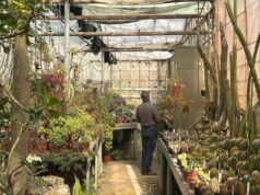 RELATÓRIO. Quarenta anos após o desastre, a reserva de Chernobyl tornou-se um local de “criação e refúgio” para animais