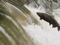 Salmões selvagens expostos à cocaína nadam mais longe que outros