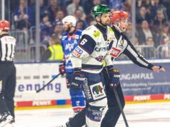 Só o capitão se mete em problemas: os ursos polares de Berlim arrancam todas as penas da águia