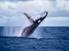 Uma gravação de 1949 esclarece como o canto das baleias mudou