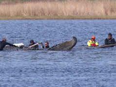 “Vale a pena tentar”: baleia encalhada por semanas na costa alemã do Báltico finalmente içada em uma barcaça