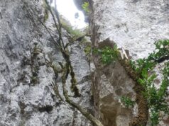 resposta “A desvantagem é limitada a nós”: Na Occitânia, um famoso local de escalada fecha para permitir que um par de falcões nidifique na falésia de Saint-Antonin-Noble-Val.