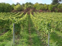A viticultura alemã em crise – oportunidades através de novos mercados?