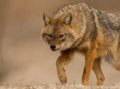 Ao rastrear lobos, a Europa avança chacais