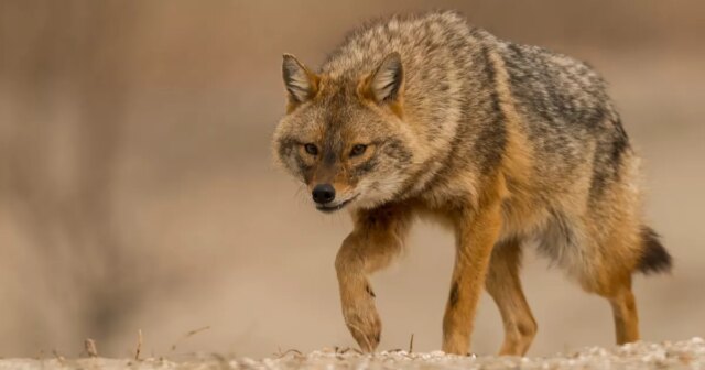 Ao-rastrear-lobos-a-Europa-avanca-chacais.jpg