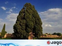Árvore de 4.500 anos é a força motriz da civilização iraniana: Pezeshkian