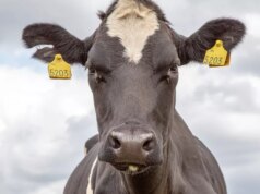 As vacas podem sentir rostos e emoções humanas mesmo na tela