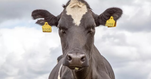 As-vacas-podem-sentir-rostos-e-emocoes-humanas-mesmo-na.jpg