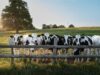 As vacas reconhecem rostos humanos e até sentem atração por novidades