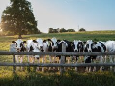 As vacas reconhecem rostos humanos e até sentem atração por novidades