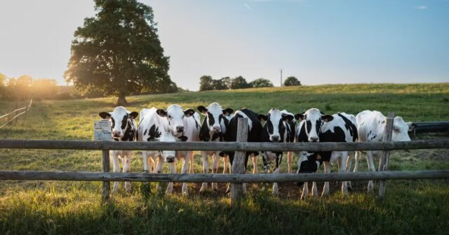 As-vacas-reconhecem-rostos-humanos-e-ate-sentem-atracao-por.jpg