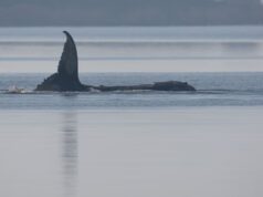 Baleia Timmy morre no Mar Báltico, sinal GPS confirmado