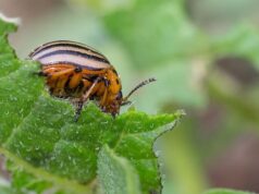 Bélgica autoriza um pesticida genético: uma novidade preocupante na Europa