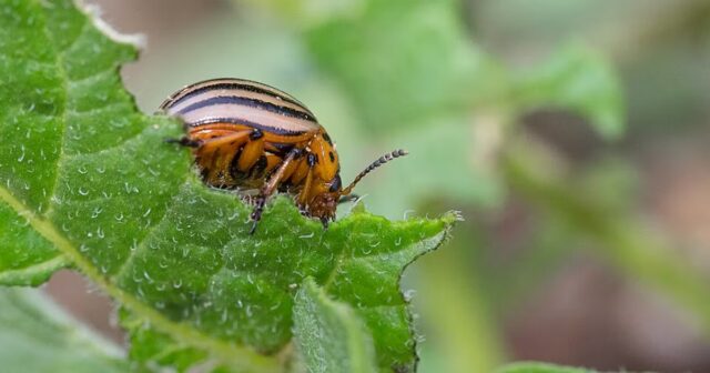 Belgica-autoriza-um-pesticida-genetico-uma-novidade-preocupante-na-Europa.jpg