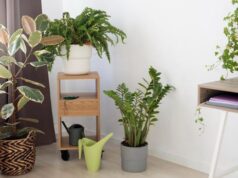 Benefícios das plantas verdes no quarto