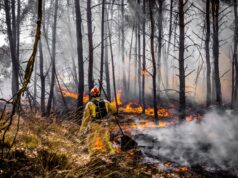 Bombeiros franceses mobilizados para combater incêndios em vegetação na Holanda