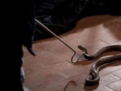 Cidadãos indianos estão chateados com os rumores de mulheres se transformando em cobras, estes são os fatos