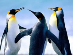 Como resultado da crise climática, o pinguim-imperador está em perigo de extinção