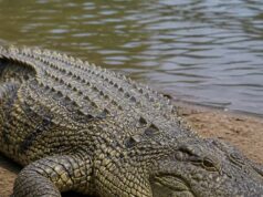 Crocodilos comem pessoas. Quando abri meu estômago, as lágrimas correram. Restaram apenas os sapatos e o anel para os ritos finais.
