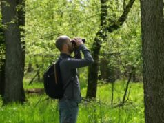 Crowdfunding ajuda observadores de pássaros sérvios a salvar áreas florestais