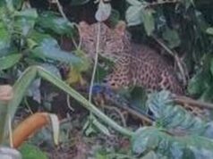 Cuidado com animais selvagens que entram em áreas residenciais quando ocorre o El Niño
