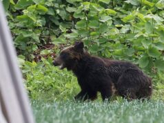 Depois de um 2025 muito mortal, o Japão registra seu primeiro ataque fatal de urso em 2026