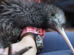 “É possível restaurar a biodiversidade”: os kiwis foram reintroduzidos na capital da Nova Zelândia, de onde desapareceram há mais de cem anos