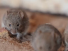 ‘É uma loucura’: milhões de ratos correm soltos pela Austrália Ocidental