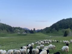 Enquanto os habitantes da cidade ajudam a proteger os rebanhos contra os lobos nas montanhas