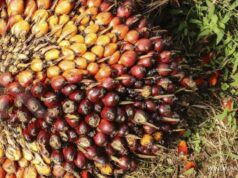 Espera-se que o preço do óleo de palma continue a aumentar à medida que a procura por biodiesel aumenta.
