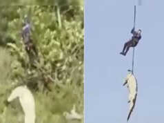 Este crocodilo de 4,5 metros foi evacuado de helicóptero, com um corpo humano no estômago.