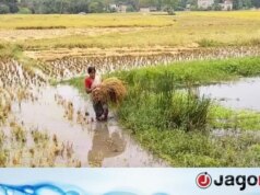 Fortes chuvas em Bengala Ocidental por dois dias, agricultores preocupados